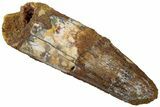 Real Fossil Spinosaurus Tooth - Feeding Worn Tip #310839-1